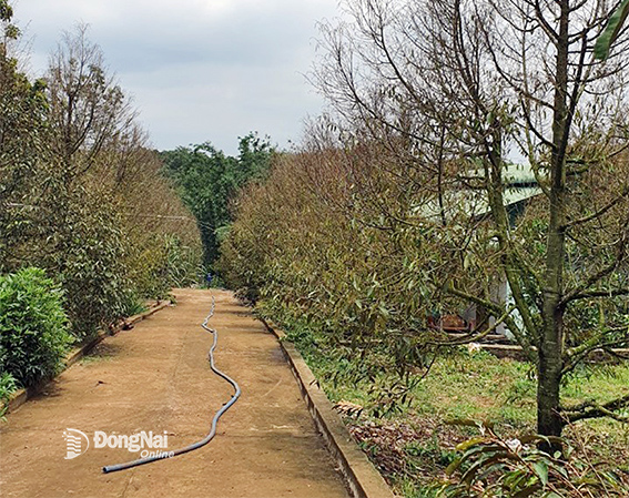 Vườn sầu riêng của HTX Xuân Quế  (H.Cẩm Mỹ) bị suy kiệt khi sử dụng phân bón hóa học thời gian dài. Ảnh: HTX cung cấp