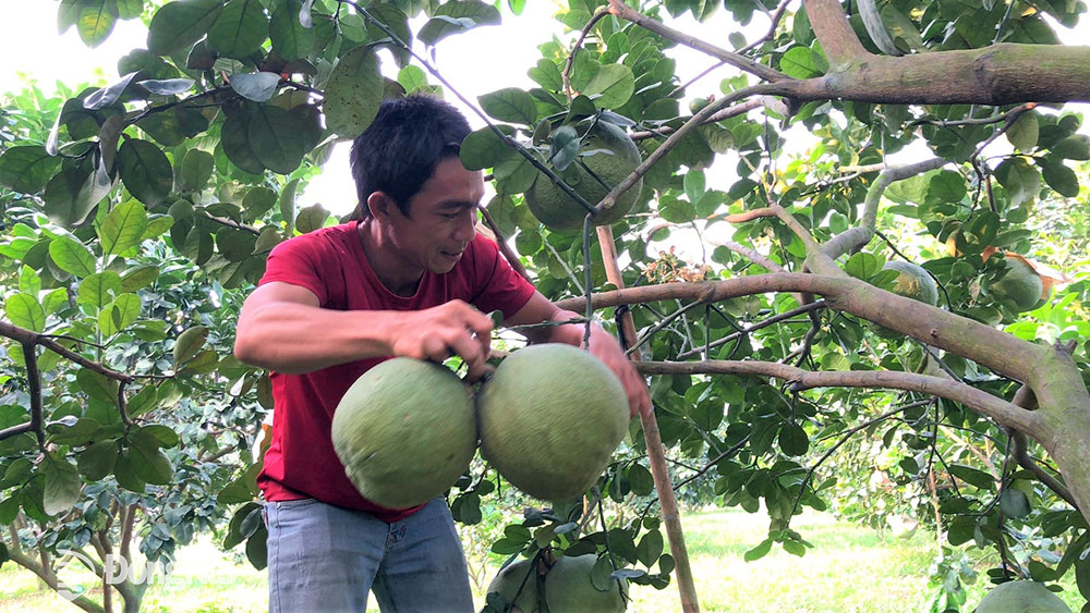 Anh Huỳnh Văn Lâm, xã Phước An, H.Nhơn Trạch cải tạo đất nhiễm phèn, mặn trồng bưởi da xanh. Ảnh: H.LỘC