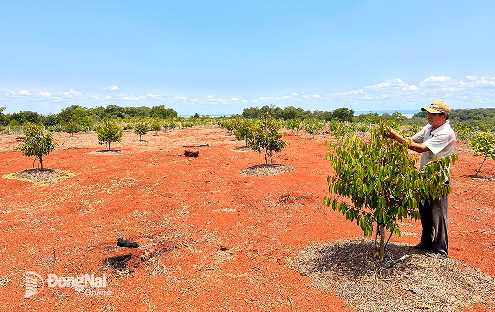 Vườn cây sầu riêng mới được chuyển đổi từ vườn điều thiếu nước tưới tại ấp Mít Nài, xã La Ngà. Ảnh: N.Liên