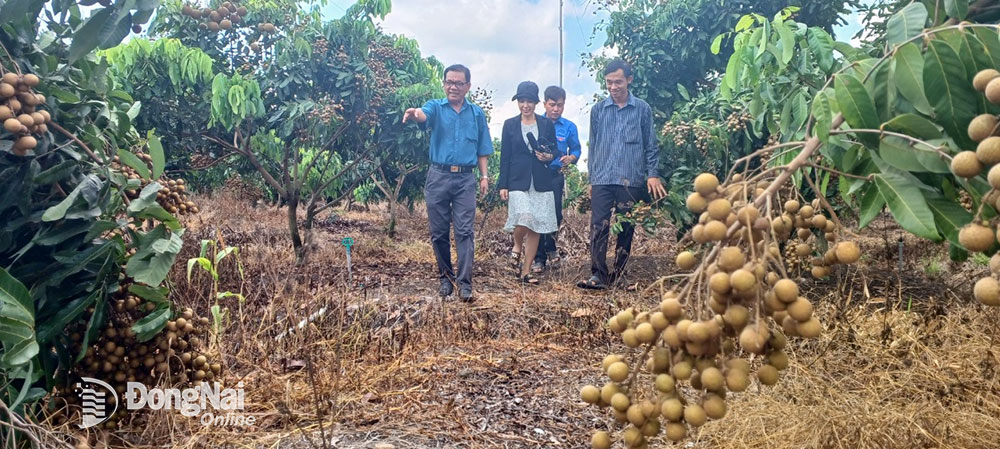 Các hội viên, đoàn viên của Hội Nông dân, Đoàn Thanh niên P.Bảo Vinh (TP.Long Khánh) tham quan mô hình trồng nhãn Thái IDO của anh Nguyễn Minh Phúc