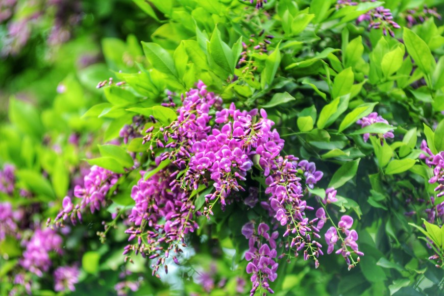 Purple Millettia ichthyochtona flowers, growing in clusters, are hidden among the green foliage. 