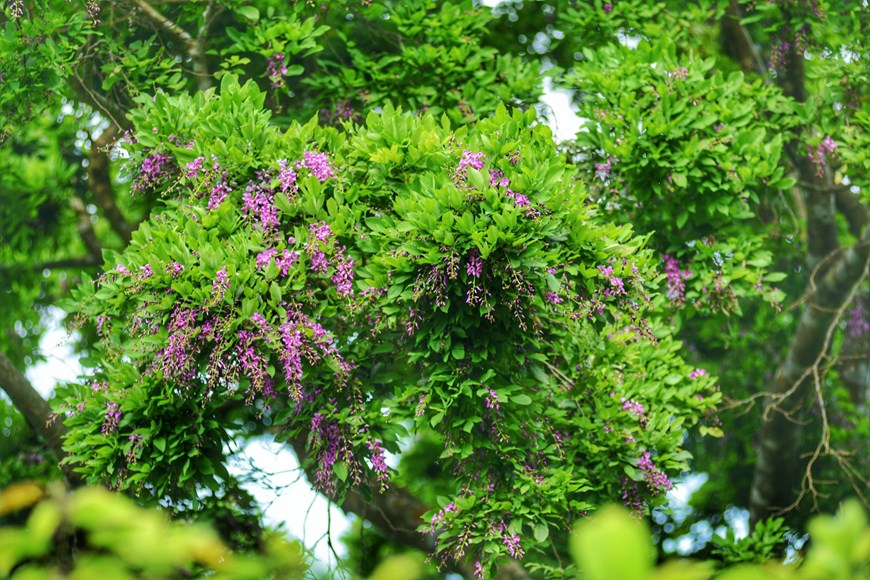 Each complete flower is between 10cm and 15cm in length.