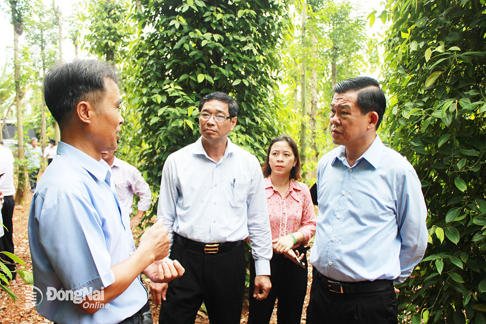 Ủy viên Trung ương Đảng, Bí thư Tỉnh ủy Nguyễn Hồng Lĩnh (phải) tham quan mô hình trồng tiêu hữu cơ tại xã Lâm San (H.Cẩm Mỹ). Ảnh: B.Nguyên