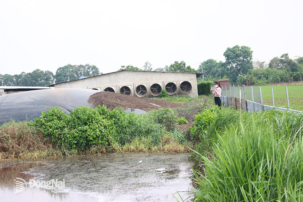 Cơ quan chức năng của H.Thống Nhất kiểm tra môi trường một trang trại heo chăn nuôi gia công tại xã Lộc 25