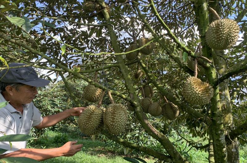 A farmer beside his durian trees in Dong Nai