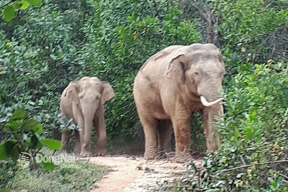 Đàn voi rừng thường xuyên xuất hiện khu vực rẫy để kiếm thức ăn