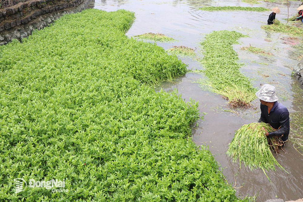 Nông dân tại xã Gia Kiệm thu hoạch rau cần. Ảnh: B.Nguyên