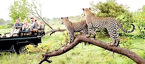 Trải nghiệm safari trong Khu Bảo tồn động vật hoang dã Asola Bhatti