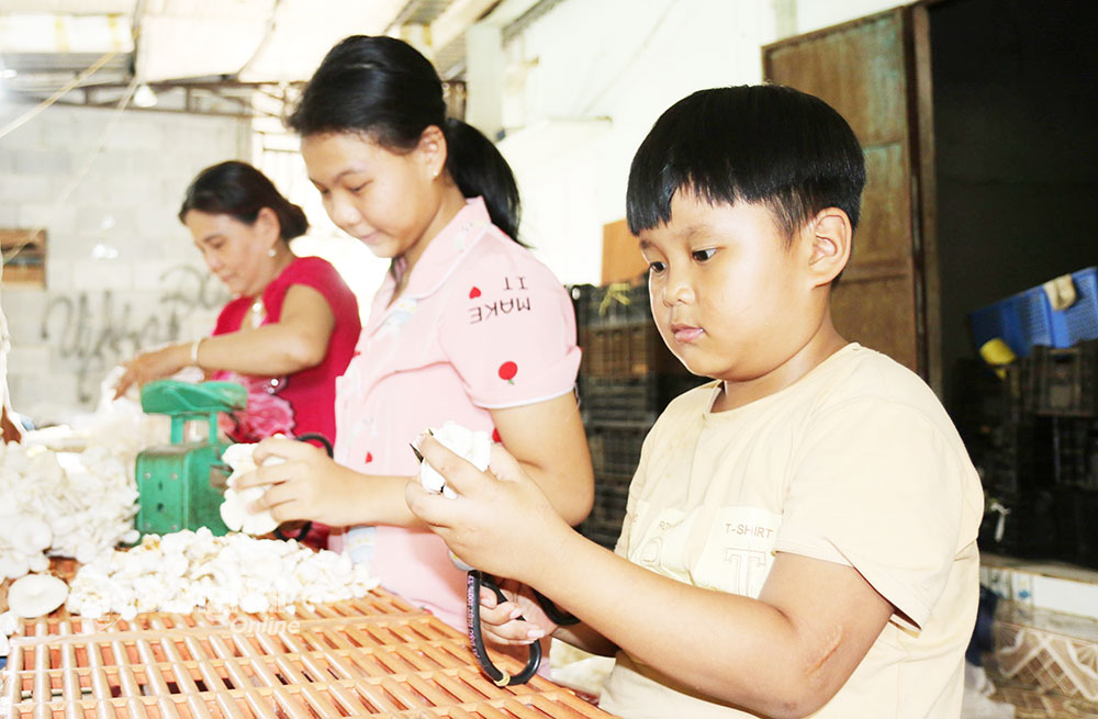 Nguyễn Hữu Nghĩa (học lớp 2, xã Phước Thái, H.Long Thành) cùng mẹ và chị cặm cụi làm sạch từng cụm nấm theo yêu cầu của chủ cơ sở sơ chế nấm. Với mỗi ký làm sạch em được nhận 1 ngàn đồng. Ảnh: V.TRUYÊN