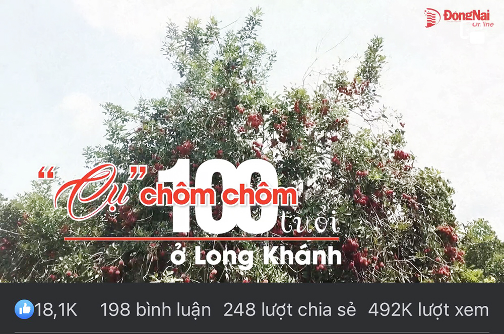 Clip "Cụ" chôm chôm trăm tuổi ở Long Khánh có gần nửa triệu lượt người xem trên Facebook