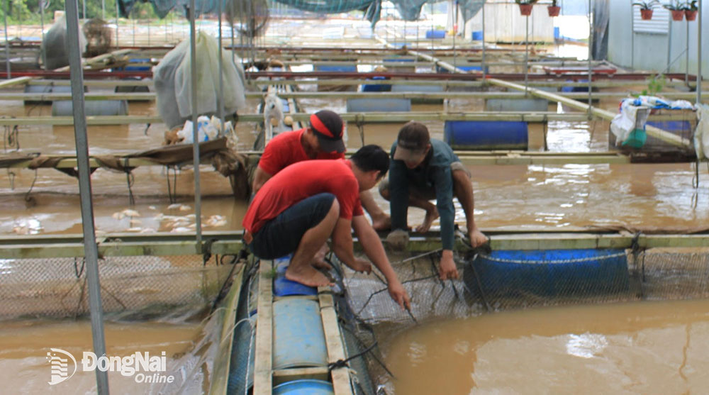 Người nuôi cá bè trên địa bàn H.Định Quán bị thiệt hại nặng do lũ. Ảnh: B.Nguyên