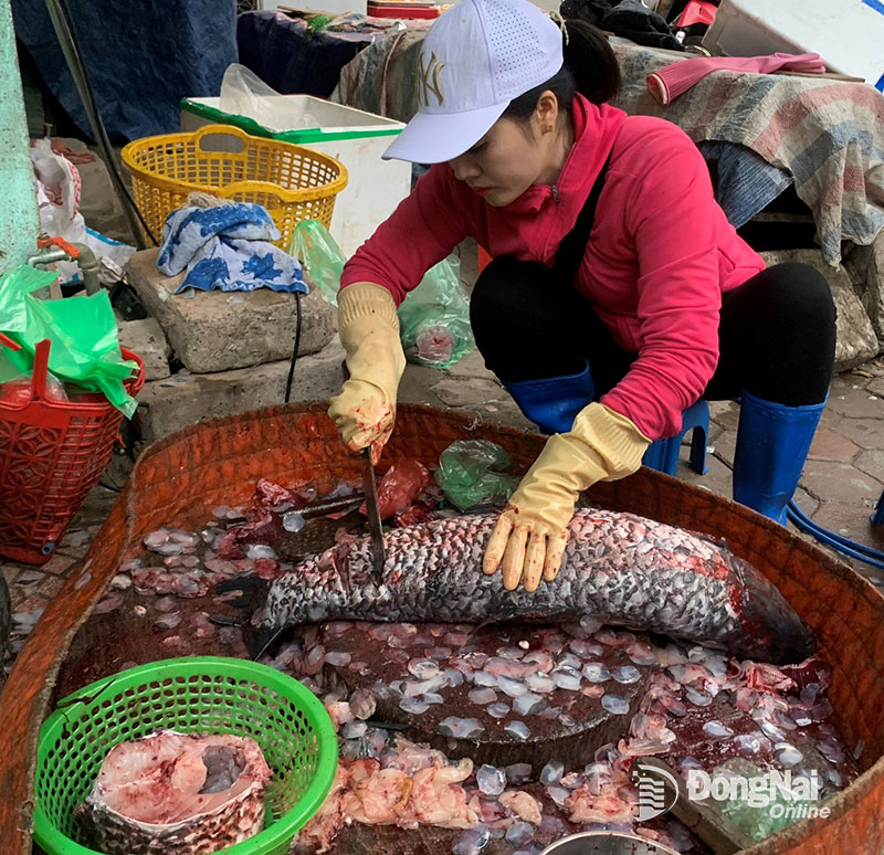 Ngoài cá sông thiên nhiên, cá nuôi bè trên sông Đà cũng cho chất lượng ngon, mang lại giá trị kinh tế cao cho người dân nơi đây